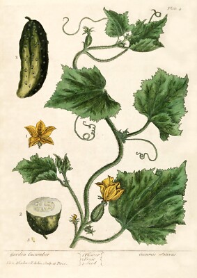 Gurke - Vintage Botanic Print Repro. (210 x 297 mm - 8,25'' x 11,75'').