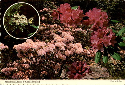 Beautiful postcard featuring blooming Mountain Laurel and Rhododendron.
