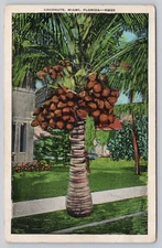 Miami Florida Coconuts On Tree Linen Postcard Posted