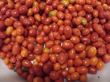 200 seeds Chiltepin  PEQUIN Wild ChilE PepperS,PETIN,BRIGHT RED,GREEN LUSH  