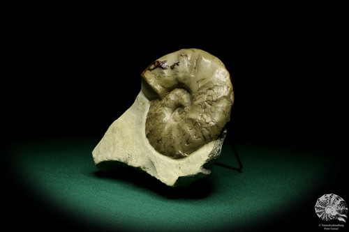 Ceratites evolutus Deutschland Ceratit Sammlung Trias Ammonit Fossil Ceratitidae - Bild 3 von 8