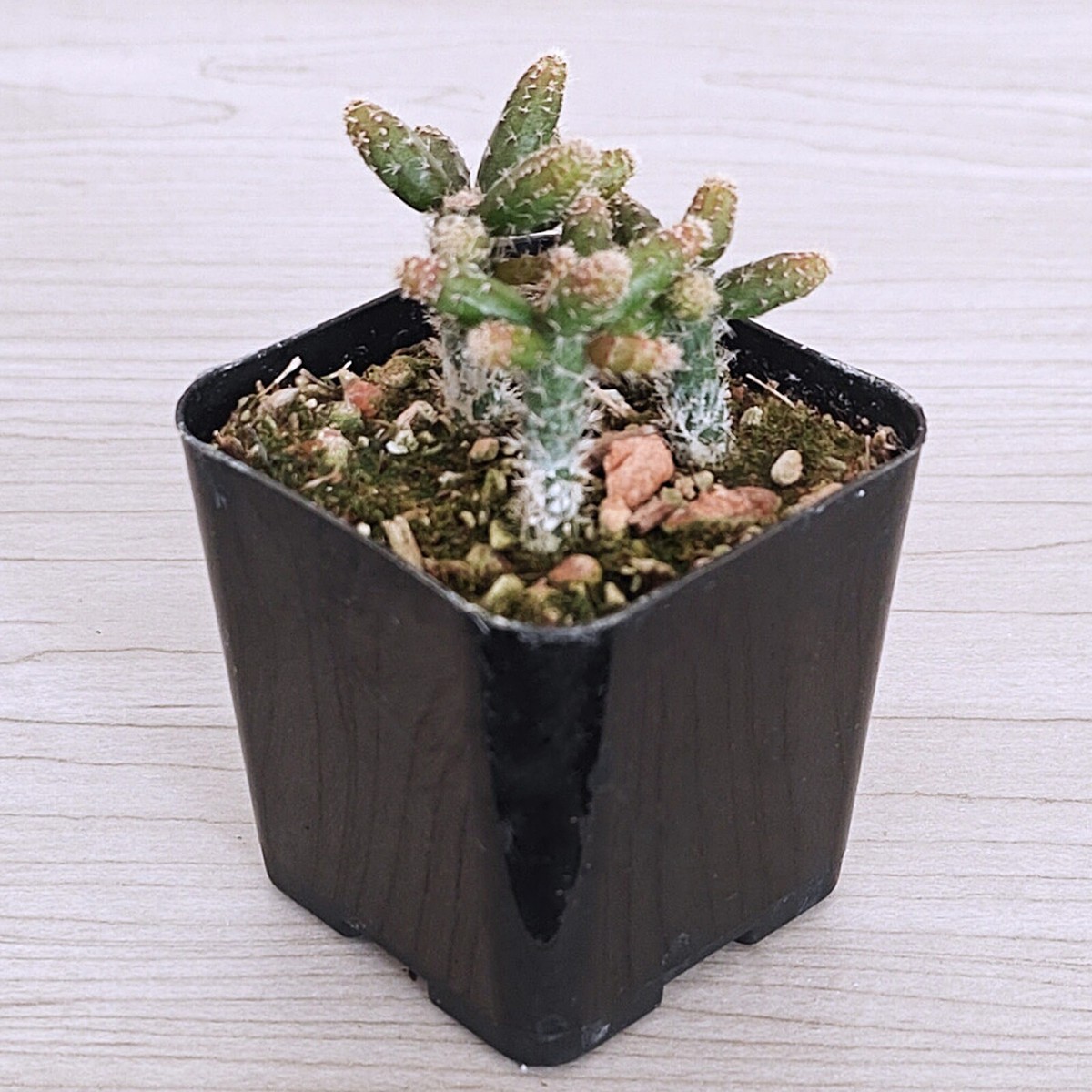 Cactus Plant - Rhipsalis Baccifera : Mouse Tail Cactus - In 2" Pot | eBay