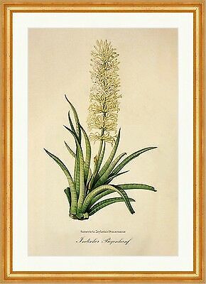 Indischer Bogenhanf Sansevieria Zeylanica Indian Groe Blte Redoute 042