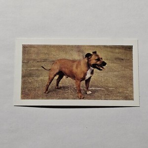 STAFFORDSHIRE BULL TERRIER DOG CARD 1961 DOGS 9A4 HORNIMANS TEA CARD