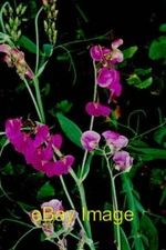 Photo 6x4 Castledaly Manor area - Delicate flowers Farnagh  c2000