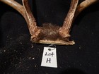 Deer Antler Rack Scull Cap 8 Point Lot H — photo 2