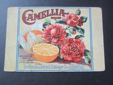Old 1910 - CAMELIA Brand - ORANGES - Advertising POSTCARD - Redlands CA.