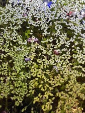 Live Freshwater Duckweed Lemna Minor Aquarium Plants 2oz