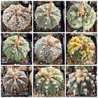 Astrophytum  asterias mix 20seeds harvest 2025