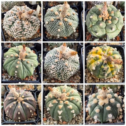 Astrophytum  asterias mix 20seeds harvest 2025