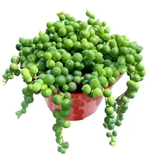 4" String of Pearls, Live Trailing Succulent Fully Rooted in Pots with Soil M...