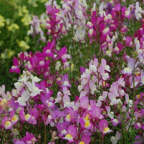 Linaria marrocana 