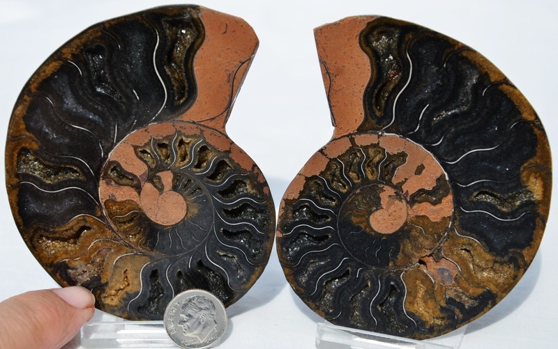 Large Black Ammonite Pair Crystals 110myo Dinosaur age fossil 96mm 3.8" 9320pp