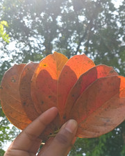 Premium Dried Jackfruit Leaves 100 Natural Sun-Dried From Sri Lanka