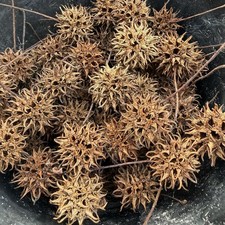 1 Gallon Sweet Gum Balls 100 Pods  Arts  Crafts