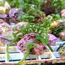 Live Frag Peltata Macro Algae Plant Reef Refugium Coral Saltwater