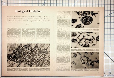 1950s Biological Oxidation Mitochondria ATP Science Article UNIMAT Ad Ephemera