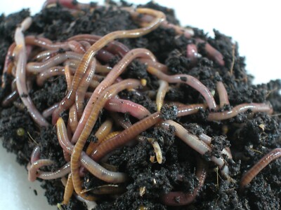 100+ Red Wiggler Worms Live-Healthy-Organic Eisenia fetida FREE SHIPPING