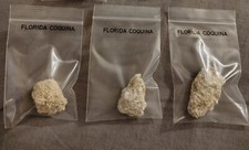 Florida Coquina Rock One Piece
