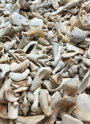 Spiral Whelk Conch Snail Seashells Broken Pieces Crafts Wedding Chimes 20 ct