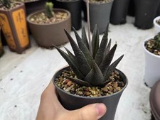 Planta rara Haworthia sordida WYSIWYG propia raíz decoración jardín boutique maceta 10 cm