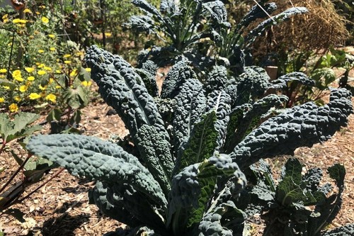 CIMELIO NERO MAGIC KALE NON OGM ottimo per spremere e saltare! MOLTO NUTRIENTE!! - Foto 2 di 6