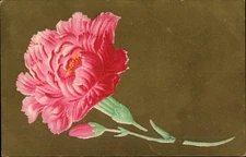Vintage Floral Postcard with Pink Carnation - 1910 Waterloo, WI