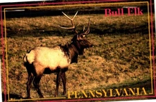 Bull elk elk County Pennsylvania vintage postcard