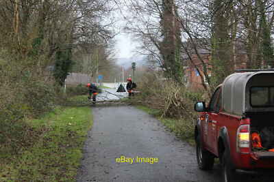 Photo 12x8 Tree felling, NCR 492, Griffithstown Pontypool Gwent Wildlife T c2019