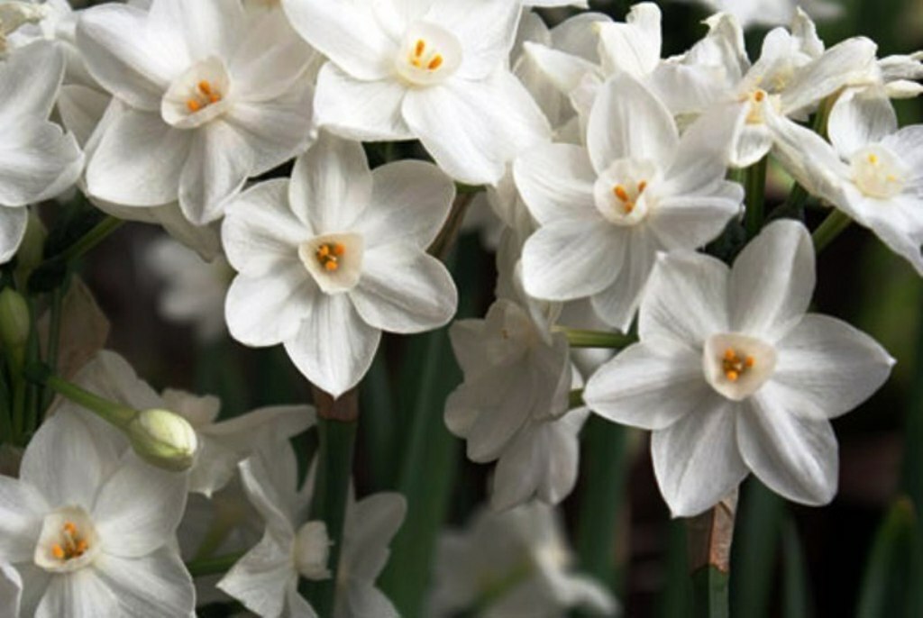 10 PAPERWHITE (ZIVA) DAFFODIL/NARCISSUS TAZETTA BULBS (POETAZ) INDOOR