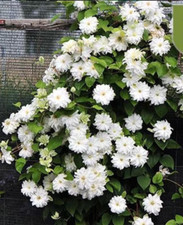 20 SEEDS For Pure White CLEMATIS rare flower exotic vine bush plant USA Seller
