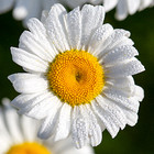 springdaisysales