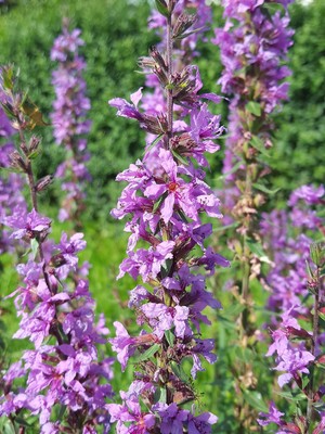 Blutweiderich Großpackung ca 4000 Samen Lythrum salicaria