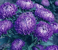 ASTER DWARF MILADY BLUE Callistephus Chinensis - 100 Bulk Seeds