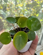 2" Pot Live Chinese Money Plant Pilea peperomioides Indoor House Plants