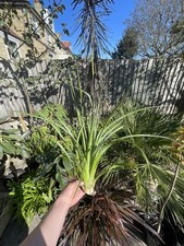 Ochagavia Carnea Frost Hardy Bromeliad Stunning Inflorescence