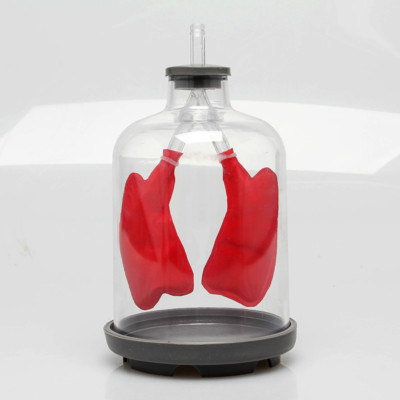 Lung Breathing Model Pulmonary Evacuation Simulation of Lung Function Model US