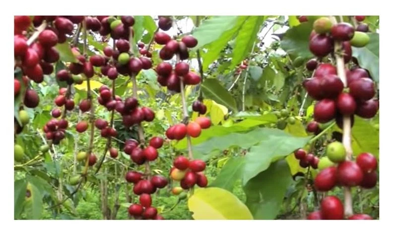Kaffee Samen online kaufen | eBay.de