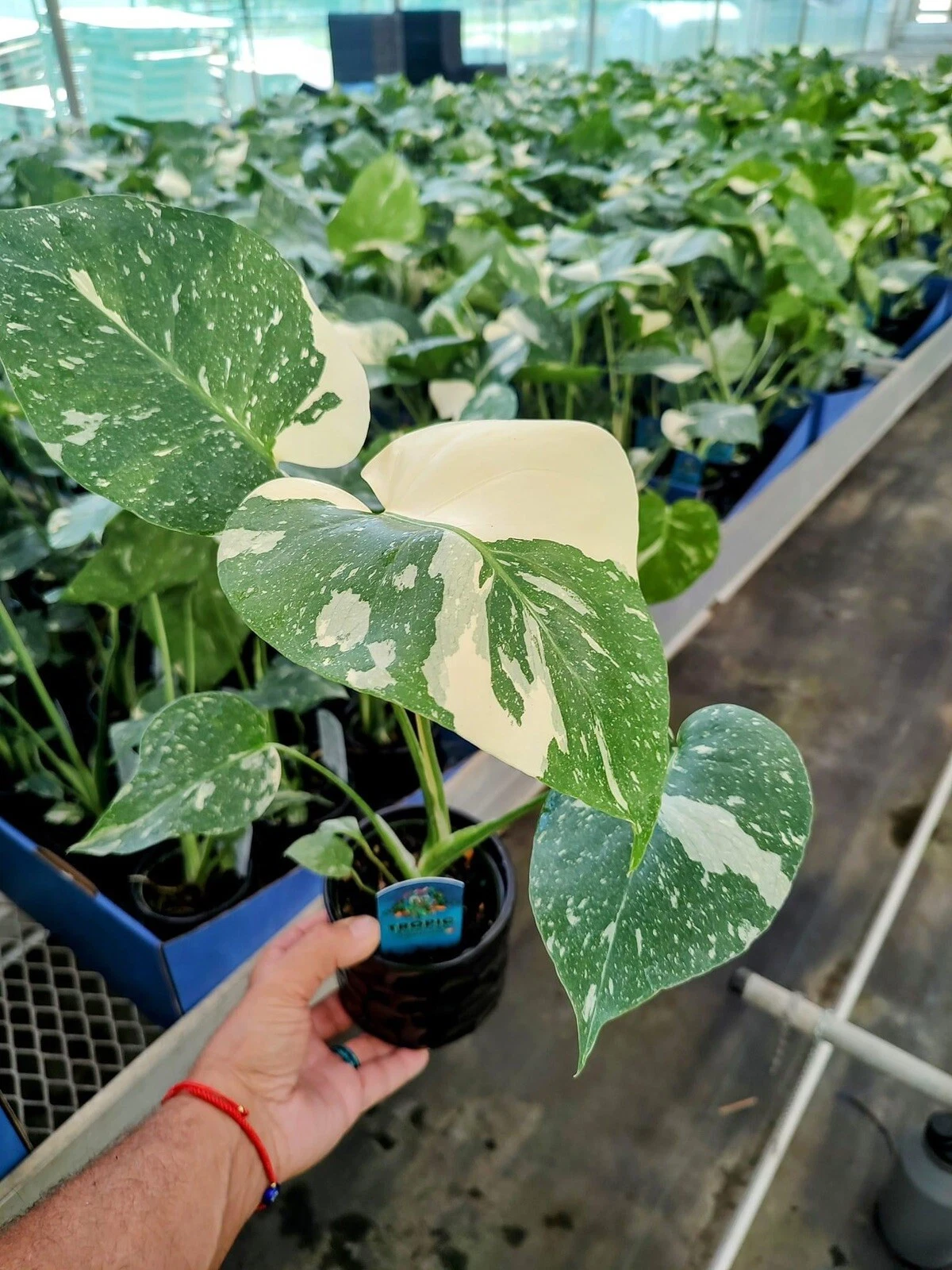 monstera thai constellation plant
