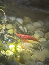USA-Patriotic Neocaridina Shrimp 15 2 DOA -5 Red Cherry 5 Snowball 5 Blue Dream