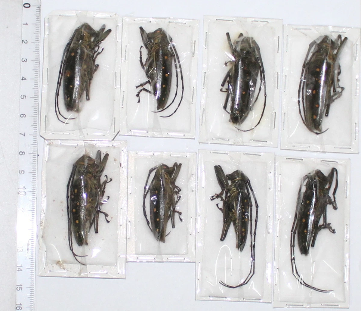 Batocera for sale | eBay