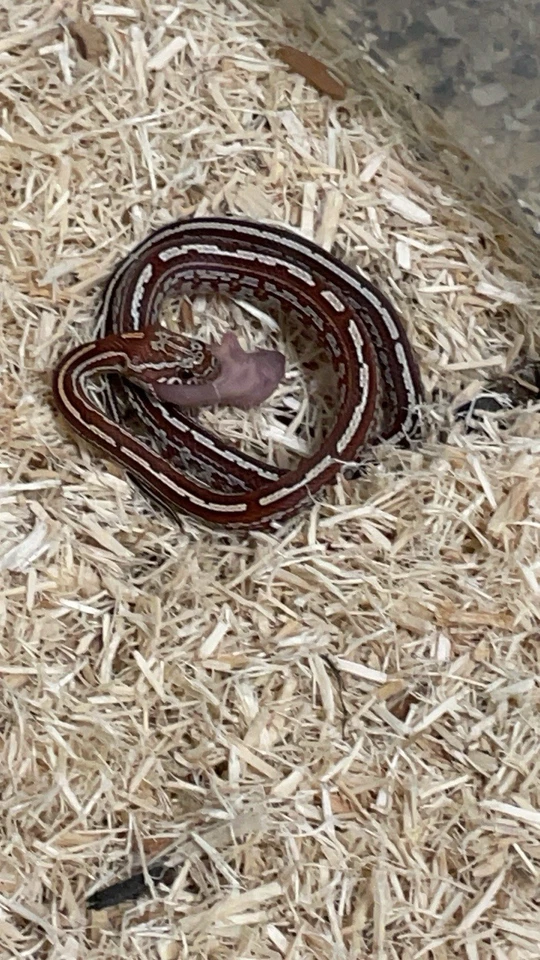 Serpiente de maíz Foto 3 de 3