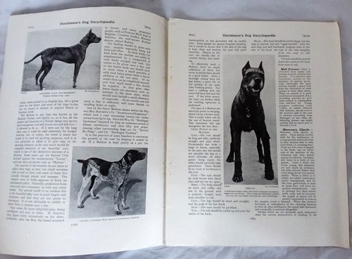 HUTCHINSONS DOG ENCYCLOPAEDIA MAGAZINE PART 32 MASTIFF PLATE BY F T DAWS - Picture 3 of 5