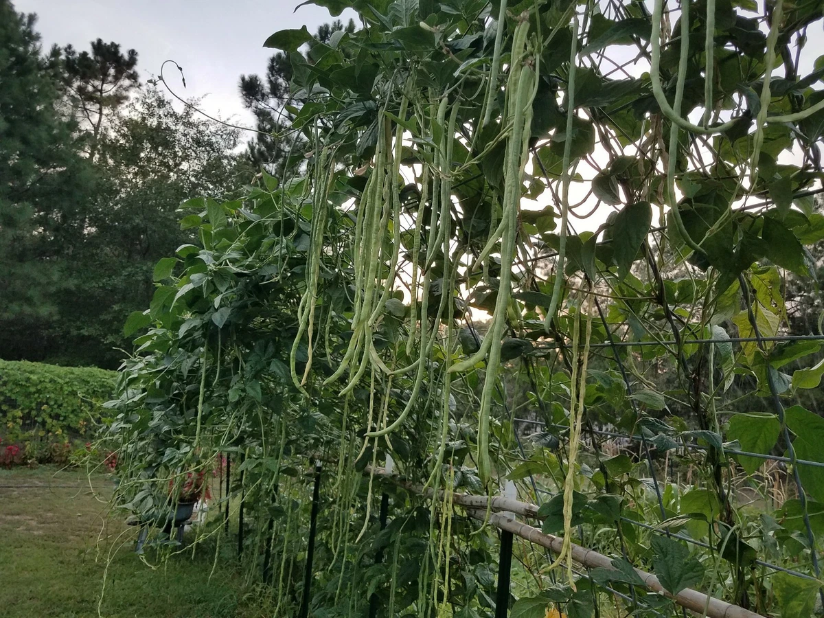 XL Yard Long Beans Seeds, Philippine Long Sitaw, Asparagus Beans -30+ | eBay