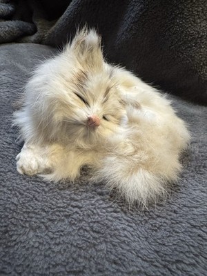 VINTAGE Sleeping Realistic KITTEN Life-Like Real Rabbit FUR Figure EUC