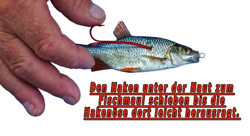 Bavaria Köderfisch Systeme ,BUNDLE 3 leicht ,Form gerade 5 bezahlen 6 erhalten - Bild 8 von 11