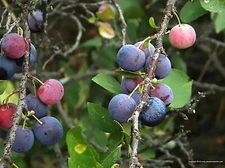 Beach Plum, Prunus maritima, Shrub Seeds