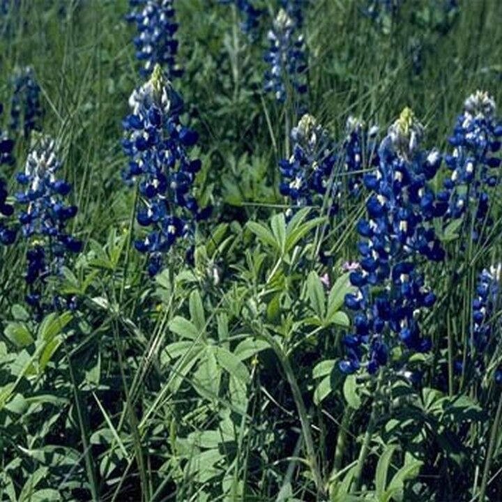 Texas Bluebonnet- Lupinnis- 100 Seeds- BOGO 50% off SALE