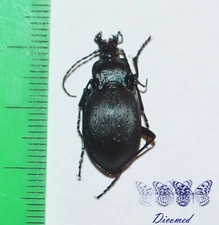Coleoptera Carabidae Carabus (Archicarabus) nemoralis 1ex France.