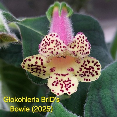 Glokohleria BriD's Bowie - Rhizom , RAR, Gesnerie
